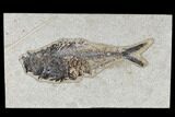 Fossil Fish (Diplomystus) - Green River Formation #117141-1